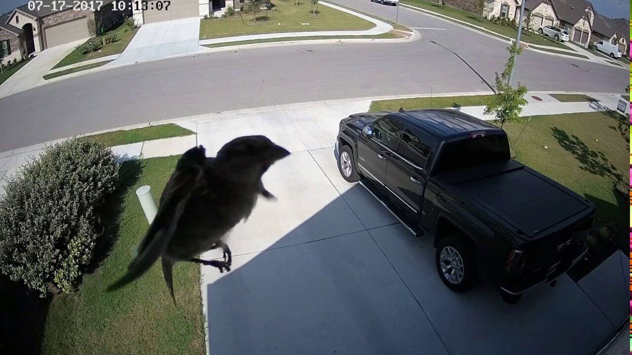 Trippy Floating Bird Caught on Camera Creates Video That Has Been Viewed 2 Million Times