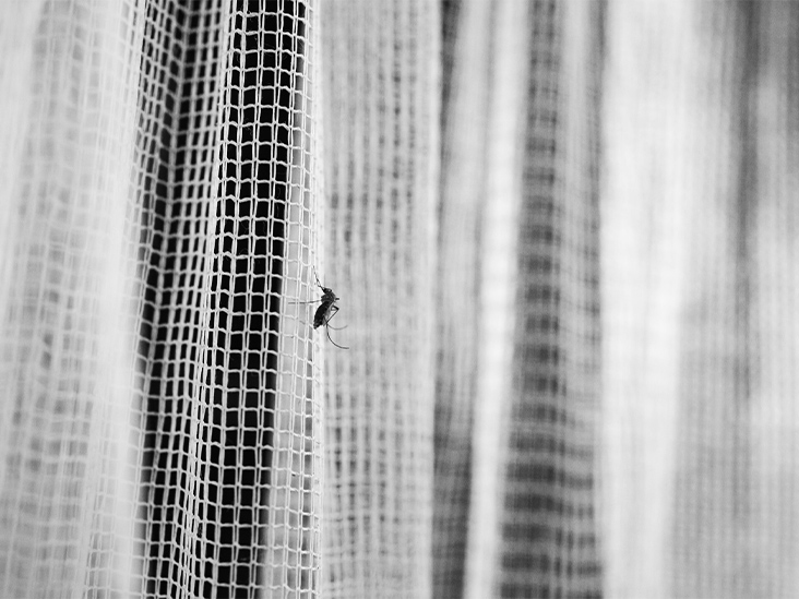 Can mosquitoes spread SARS-CoV-2? Experts weigh in