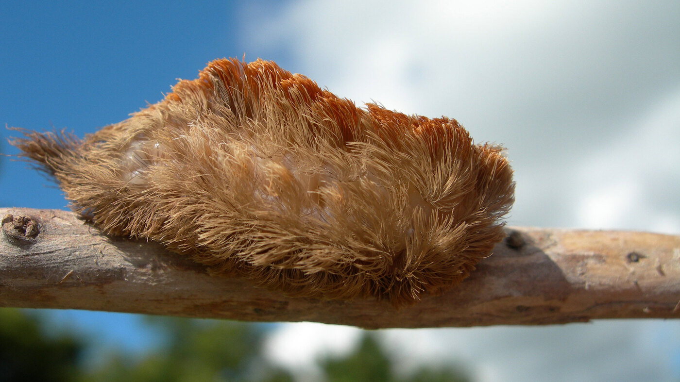 Despite its innocently furry appearance, the puss caterpillar’s sting is brutal