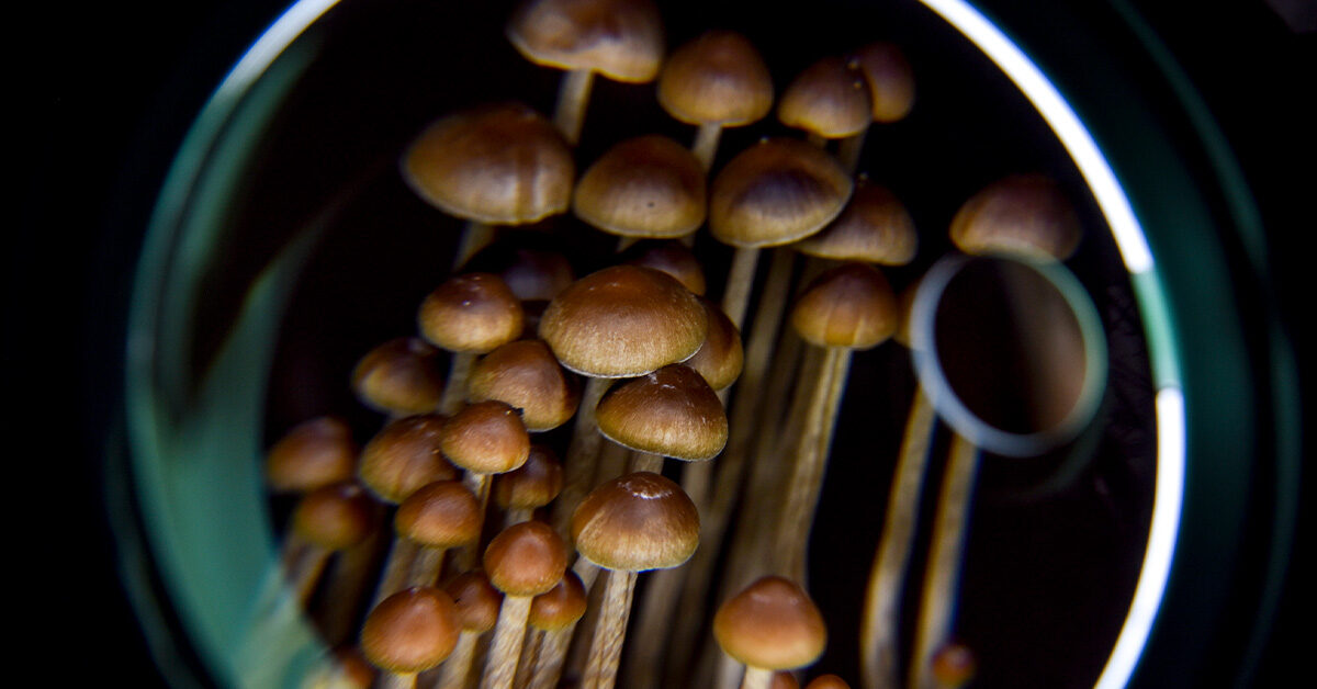 Psilocybin-assisted therapy could help reduce heavy drinking, study finds