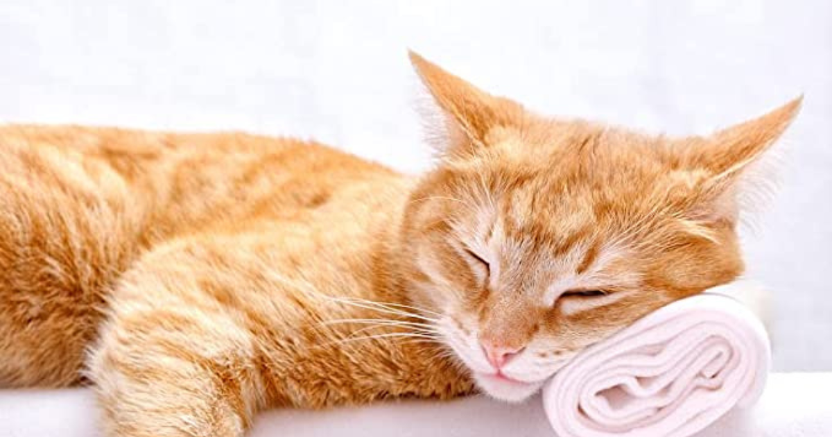 8 Handheld Pet Massager
